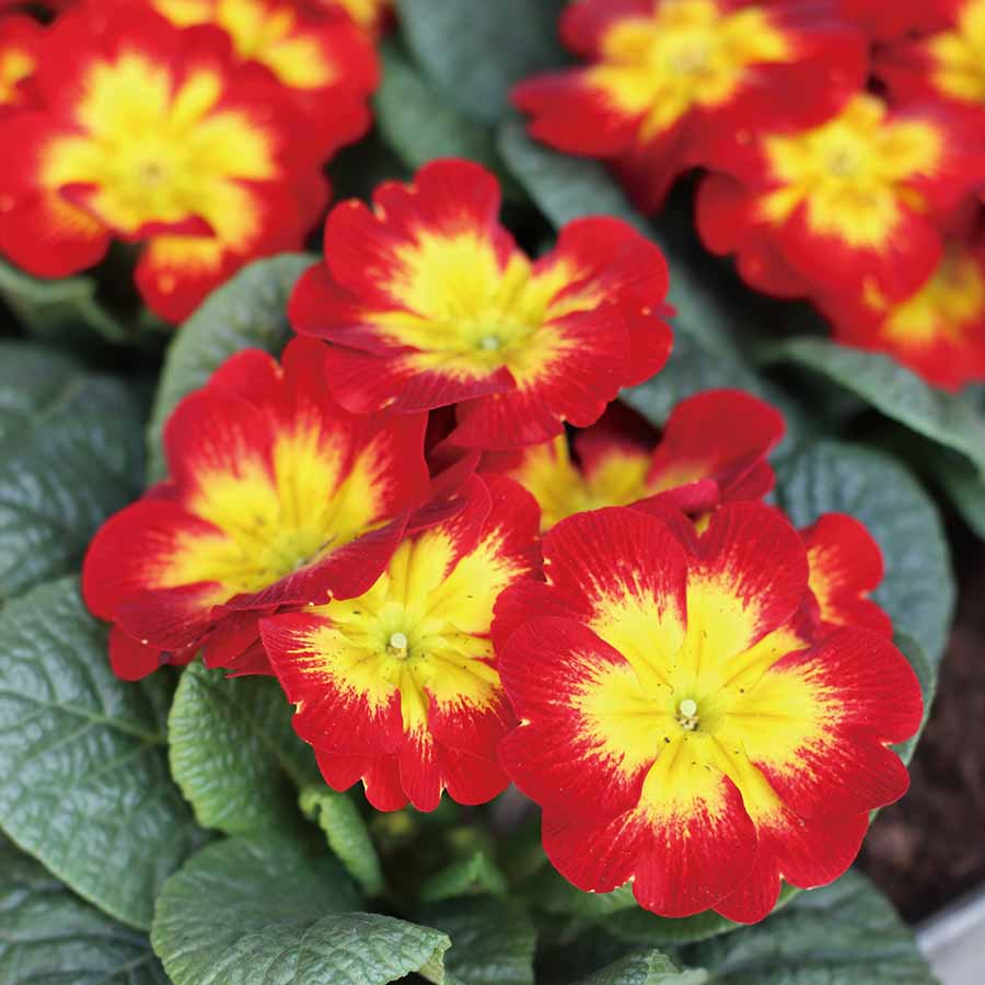 Premium Yellow Red Danova Copper Flower seeds for Planting Premium Quality, Heirloom & GMO Free Seeds for Home Garden seeds
