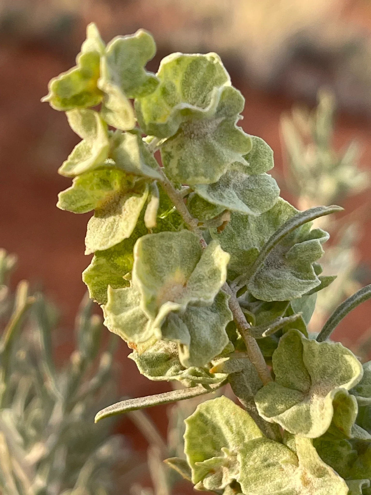 Saltbush Atriplex Canescens Planting Seeds for Tough Gardens