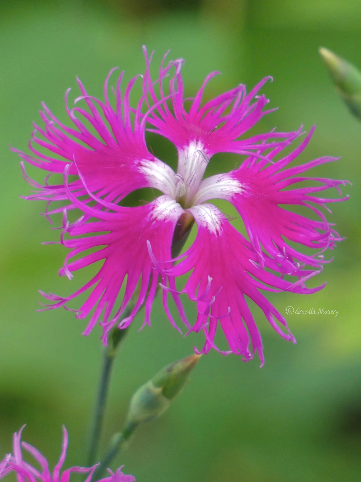 Fringed Flower seeds for Planting Sun Loving Heirloom & GMO Free Seeds for Home Garden