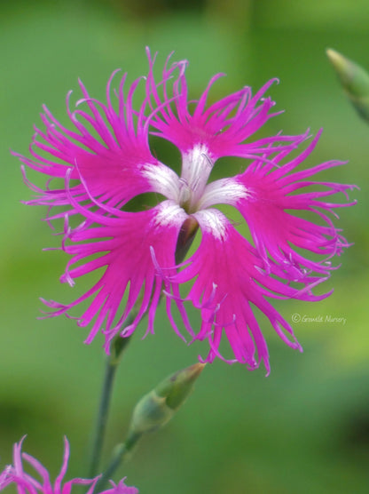 Fringed Flower seeds for Planting Sun Loving Heirloom & GMO Free Seeds for Home Garden