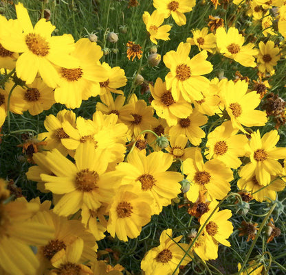 Greenthread (Greenthread Flower) seeds for planting in home garden