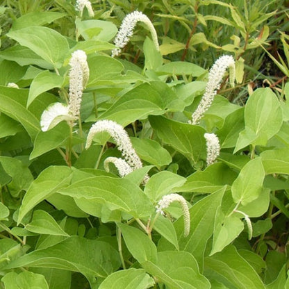 Lizard’s Tail (Saururus cernuus) Flower Seeds – Heirloom Non-GMO Variety for Home Garden Planting