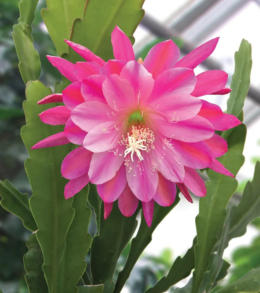 Pink Epiphyllum Flower seeds for Planting Drought Tolerant, Heirloom & GMO Free Seeds for Home Garden Sale vegetable and garden seeds
