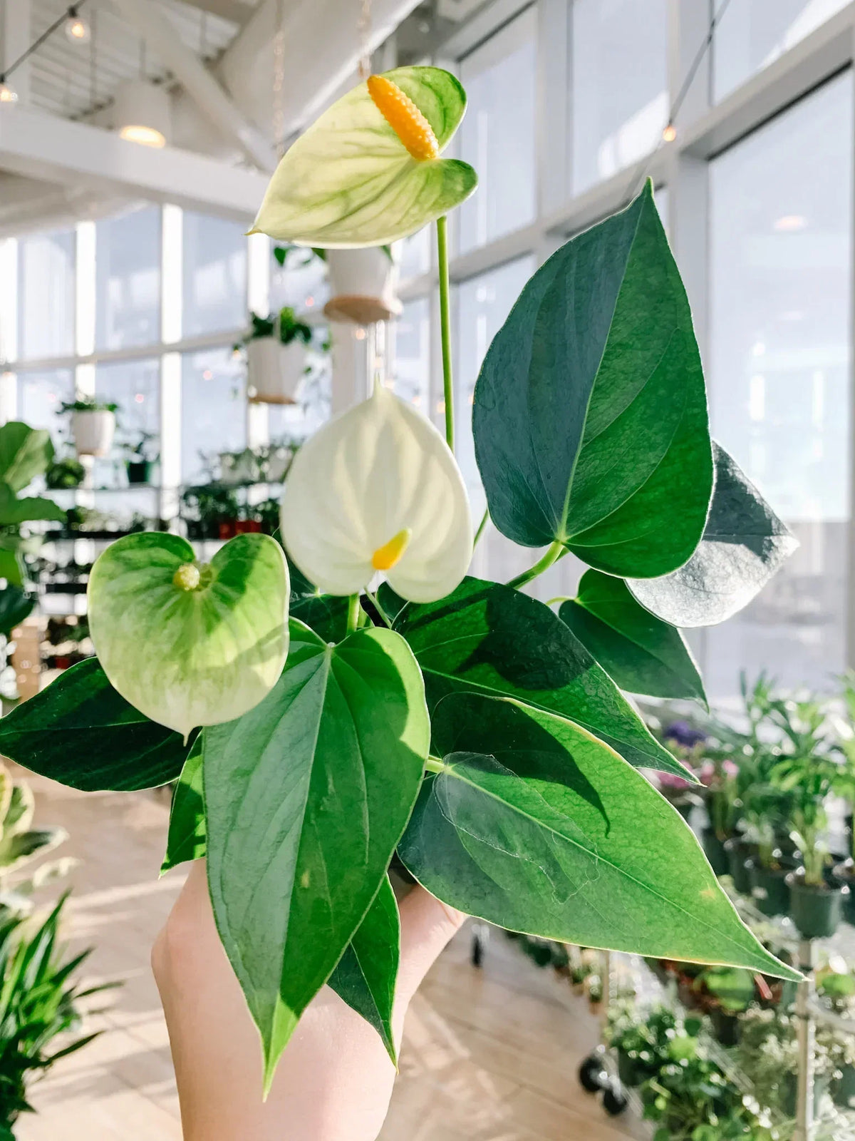White Anthurium Linden Araceae Flower Seeds For Planting
