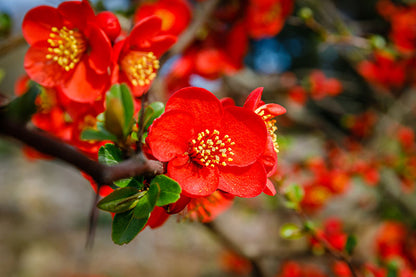 Heirloom Quince Chaenomeles Flower seeds for Planting Cut Flower Favorite Heirloom & GMO Free Seeds for Home Garden