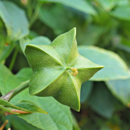 Plukenetia Flower seeds for Planting Colorful Display Heirloom & GMO Free Seeds for Home Garden