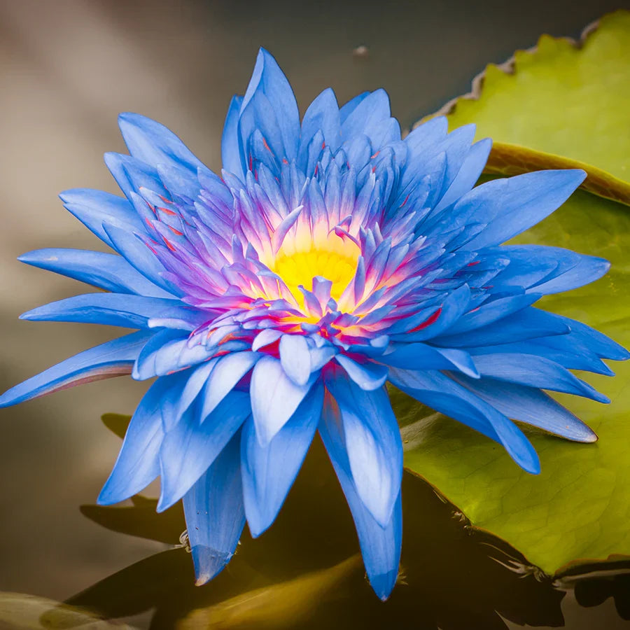 Premium Light Blue Epiphyllum Flower seeds for Planting Sun Loving, Heirloom & GMO Free Seeds for Home Garden seeds