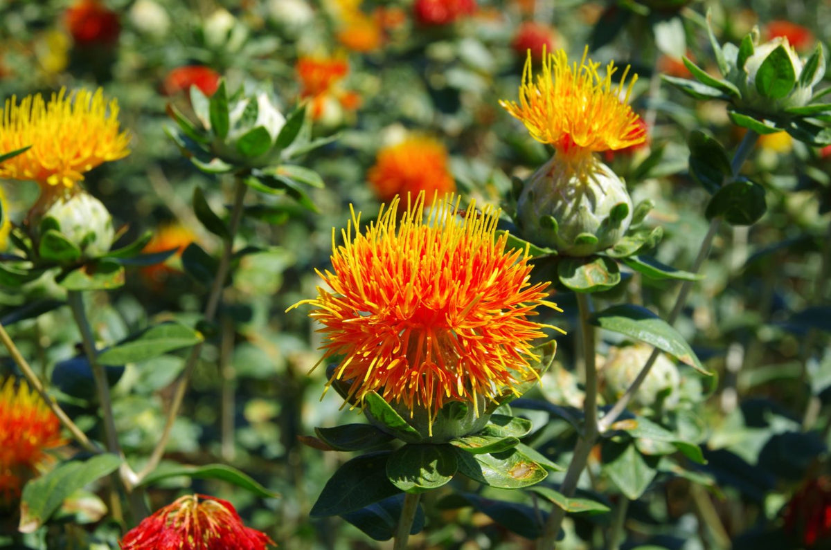 SafFlower seeds for Planting Long Bloom Season Heirloom & GMO Free Seeds for Home Garden