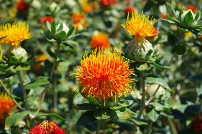 SafFlower seeds for Planting Long Bloom Season Heirloom & GMO Free Seeds for Home Garden