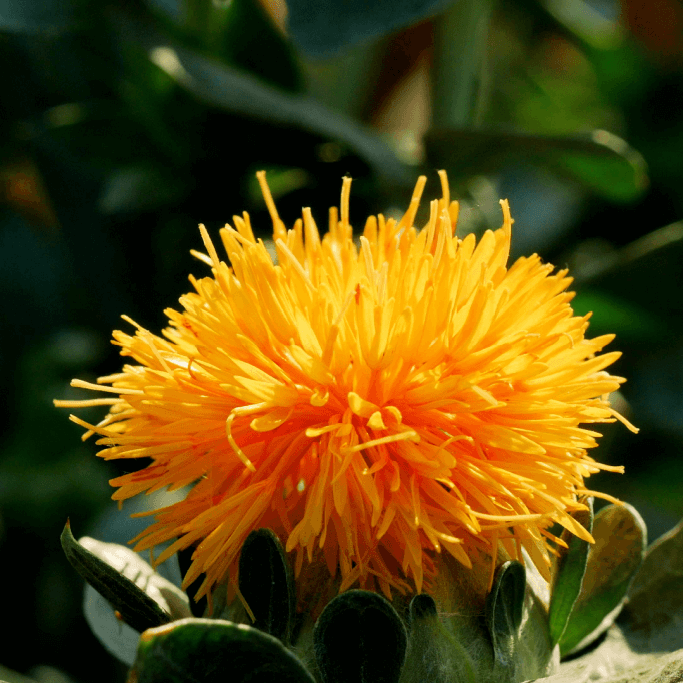 Safflower Flower seeds for Planting Hardy Variety Heirloom & GMO Free Seeds for Home Garden