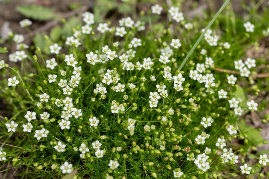 Premium Sagina Subulata Flower seeds for Planting Perfect for Borders, Heirloom & GMO Free Seeds for Home Garden seeds