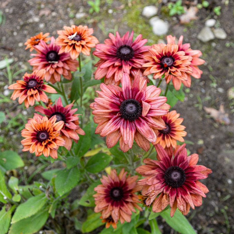 Rudbeckia Sahar Flower seeds for Planting Hardy Variety, Heirloom & GMO Free Seeds for Home Garden seeds for planting