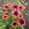 Rudbeckia Sahar Flower seeds for Planting Hardy Variety, Heirloom & GMO Free Seeds for Home Garden seeds for planting