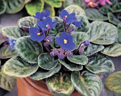 Saintpaulia Flower Seeds for Planting