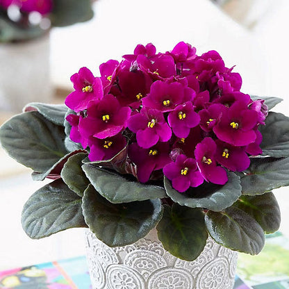 Heirloom African Violet Flower seeds for Planting Low Maintenance Heirloom & GMO Free Seeds for Home Garden 
 
 Sale