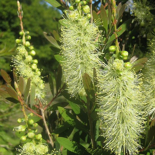 Premium Green Callistemon Flower seeds for Planting Vibrant Colors, Heirloom & GMO Free Seeds for Home Garden seeds