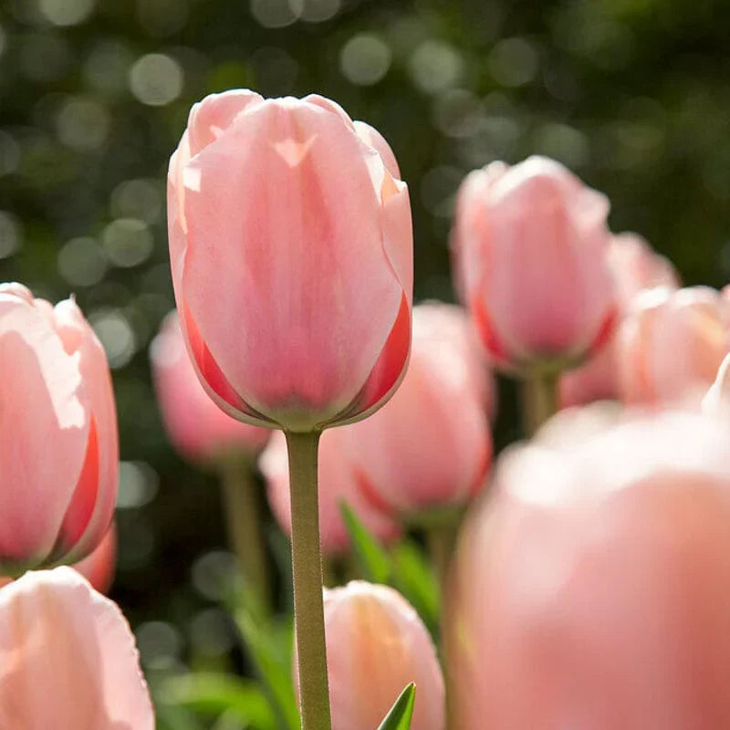 Heirloom Tulip Flower seeds for Planting Garden Favorite Heirloom & GMO Free Seeds for Home Garden