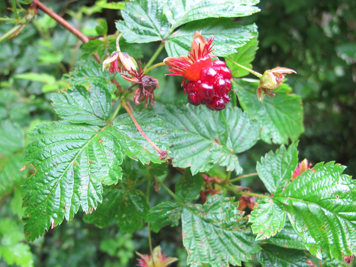 Step-by-Step Guide for Planting Salmonberry Seeds in Your Garden