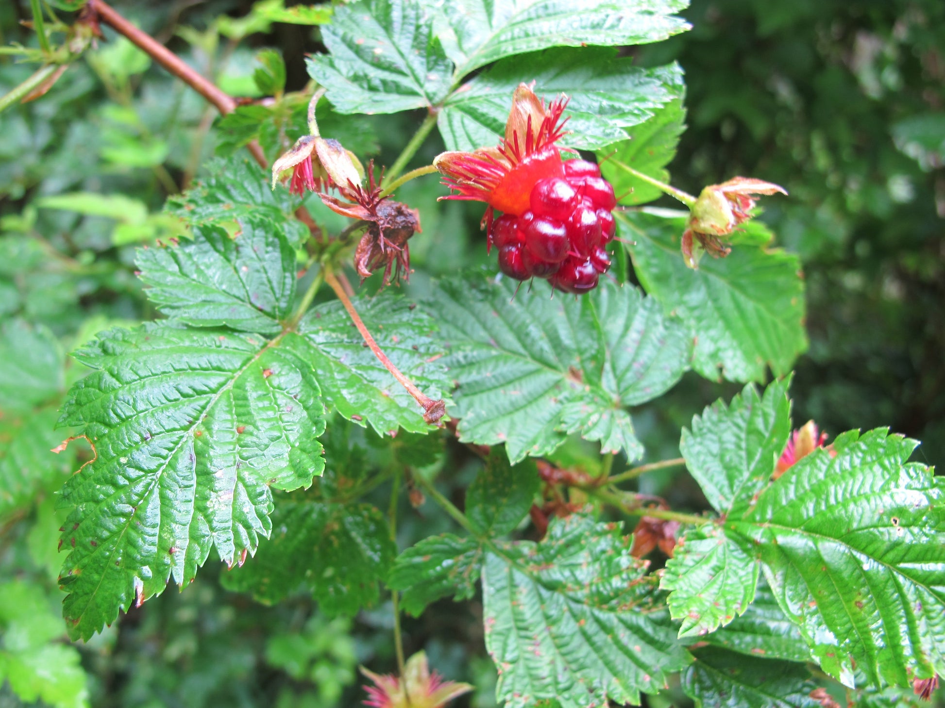 Step-by-Step Guide for Planting Salmonberry Seeds in Your Garden