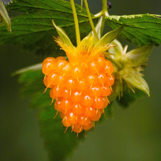 Salmonberry (Rubus spectabilis) seeds for planting