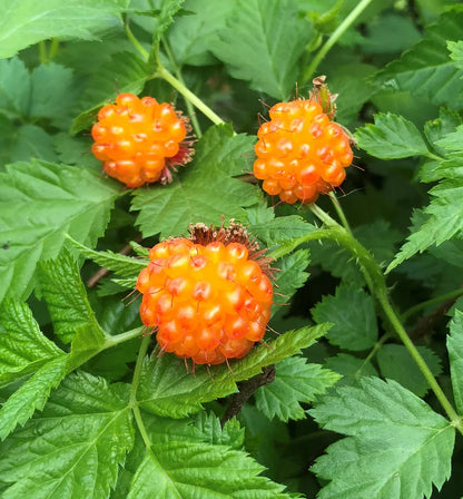 Salmonberry (Russian Raspberry) Rubus Spectabilis Fruit Seeds