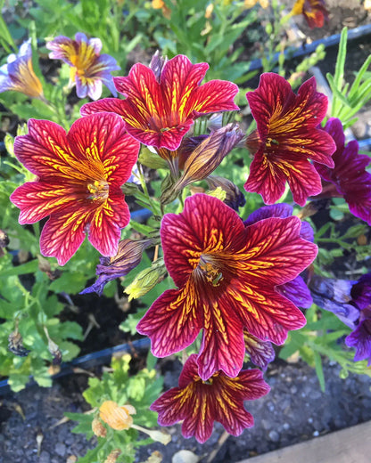 Heirloom Salpiglossis Flower seeds for Planting Fragrant Blossoms Heirloom & GMO Free Seeds for Home Garden