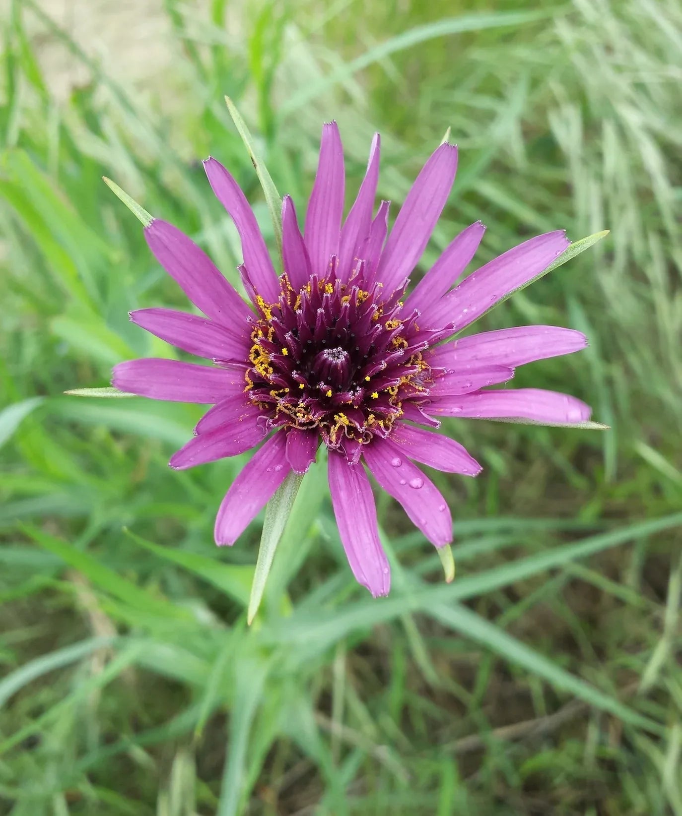 Salsify Edible Flower seeds for Planting Premium Quality Heirloom & GMO Free Seeds for Home Garden