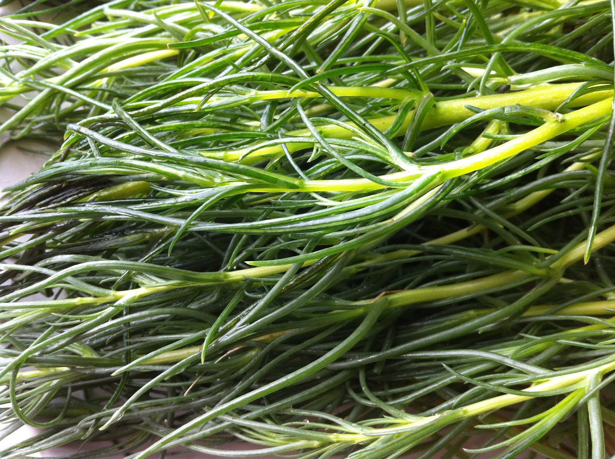 Salsola komarovii Okahijiki growing in containers