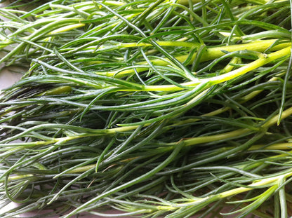 Salsola komarovii Okahijiki growing in containers