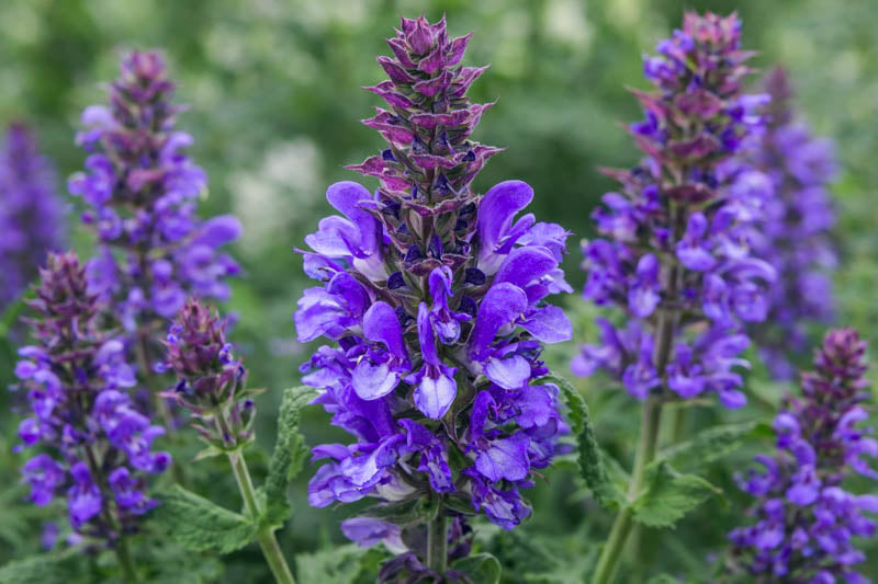 Sage Flower seeds for Planting Easy to Grow Heirloom & GMO Free Seeds for Home Garden
