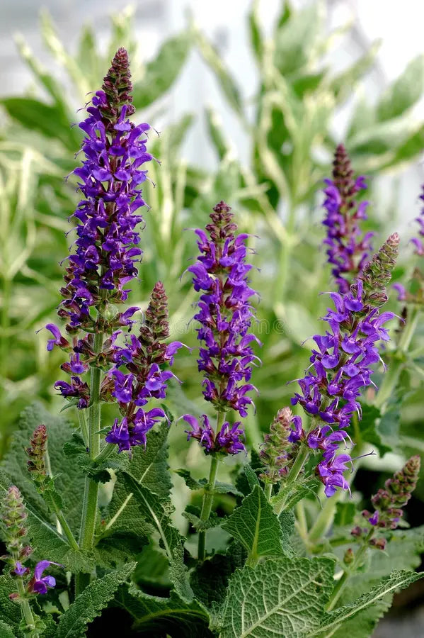 Violet Salvia Meadow Sage Flower seeds for Planting Cottage Garden Essential, Heirloom & GMO Free Seeds for Home Garden vegetable and garden seeds