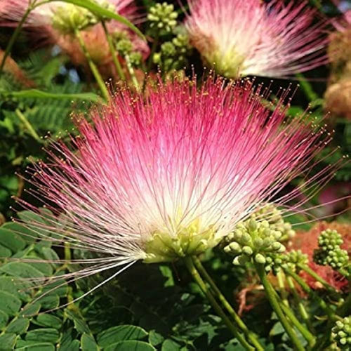 Samanea Saman Monkey Pod Flower Seeds