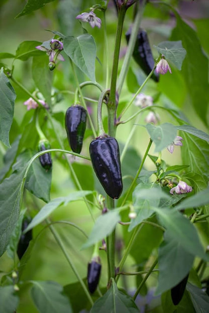 Samen-Schmecken plants growing in home garden from seeds