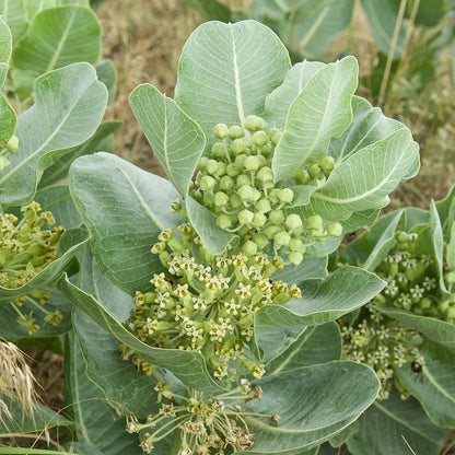Sand Milkweed Growing in Sandy Soil