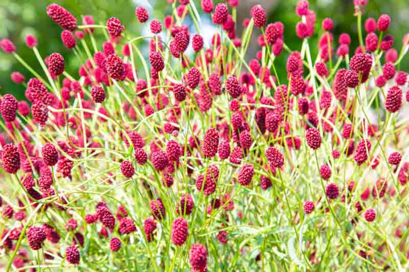 Sanguisorba Officinalis Flower seeds for Planting Sun Loving Heirloom & GMO Free Seeds for Home Garden