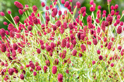 Sanguisorba Officinalis Flower seeds for Planting Sun Loving Heirloom & GMO Free Seeds for Home Garden