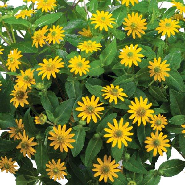 Yellow Creeping Zinnia Flower seeds for Planting Long Bloom Season Heirloom & GMO Free Seeds for Home Garden