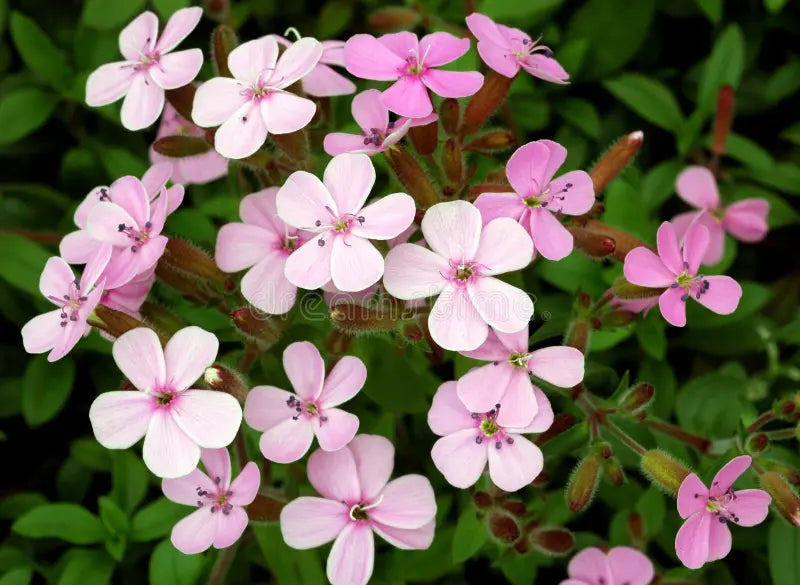 Premium Pink Saponaria Ocymoides Flower seeds for Planting Cottage Garden Essential, Heirloom & GMO Free Seeds for Home Garden seeds