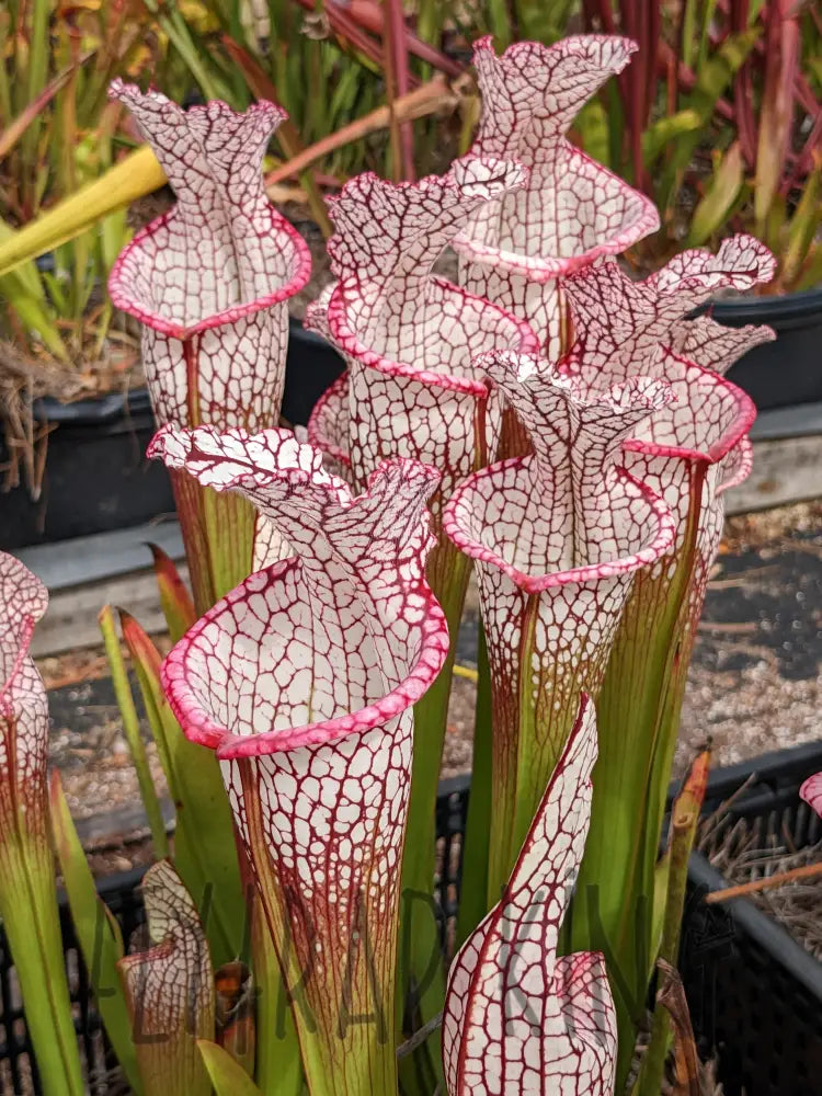 Carnivorous Flower seeds for Planting Garden Favorite, Heirloom & GMO Free Seeds for Home Garden vegetable and garden seeds