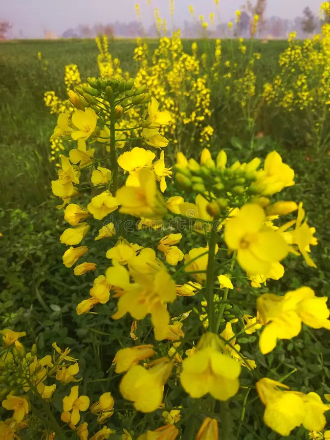 High quality Wikipedia Flower seeds for Planting Wildflower Mix, Heirloom & GMO Free Seeds for Home Garden seeds pack