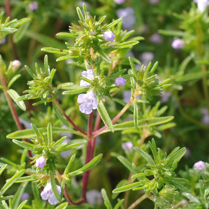 Satureja hortensis Summer Savory growing in containers
