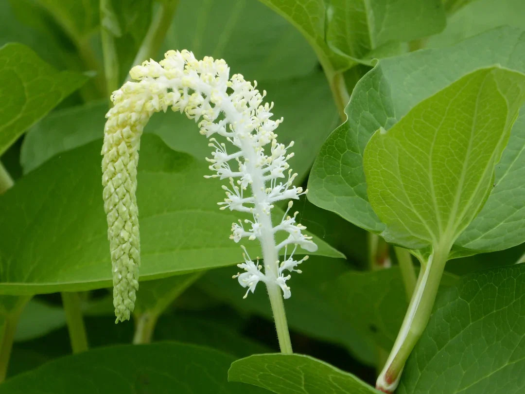 Lizard’s Tail (Saururus cernuus) Flower Seeds – Heirloom Non-GMO Variety for Home Garden Planting