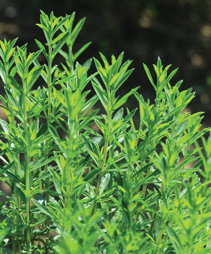 Winter Savory plant with pink flowers in bloom