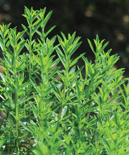 Winter Savory plant with pink flowers in bloom