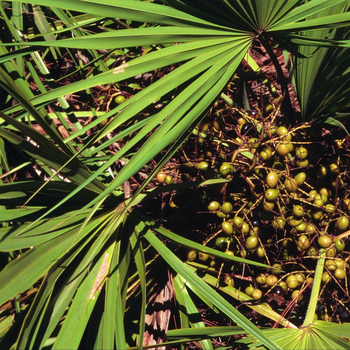 Edible black fruits of Saw Palmetto palm