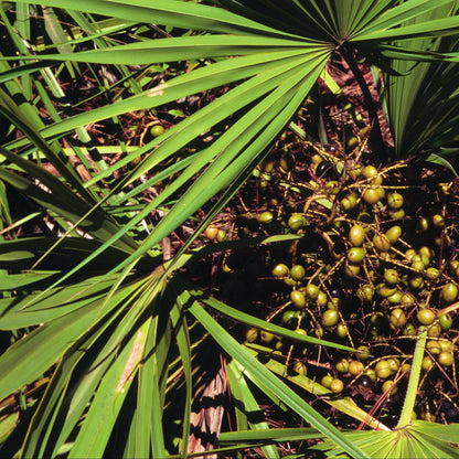 Edible black fruits of Saw Palmetto palm