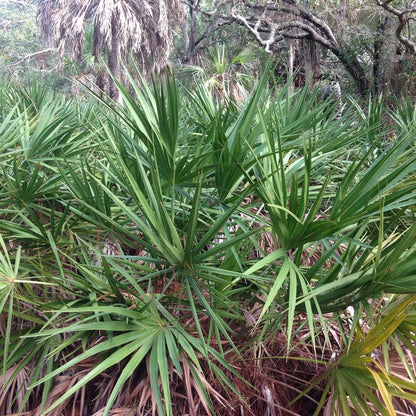 Green fan-shaped fronds of Saw Palmetto plant