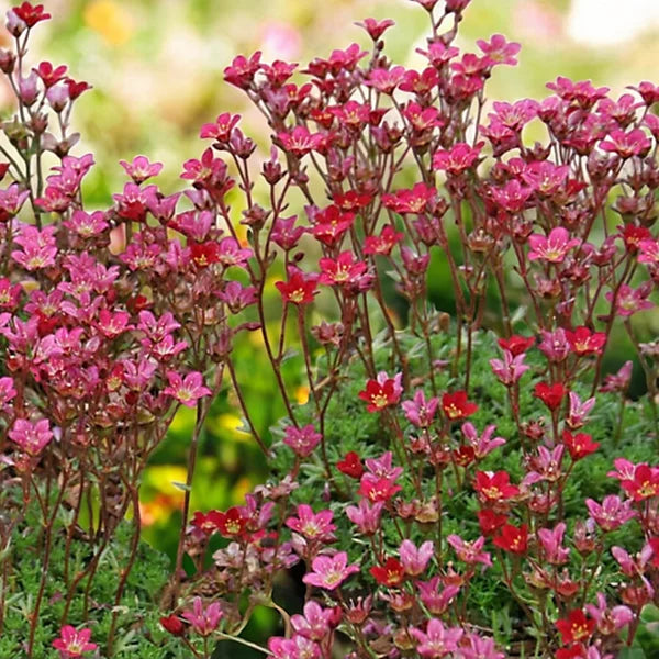 Heirloom Saxifrage Rose for Planting - Perfect for Borders, Heirloom & GMO Free Seeds for Home Garden
