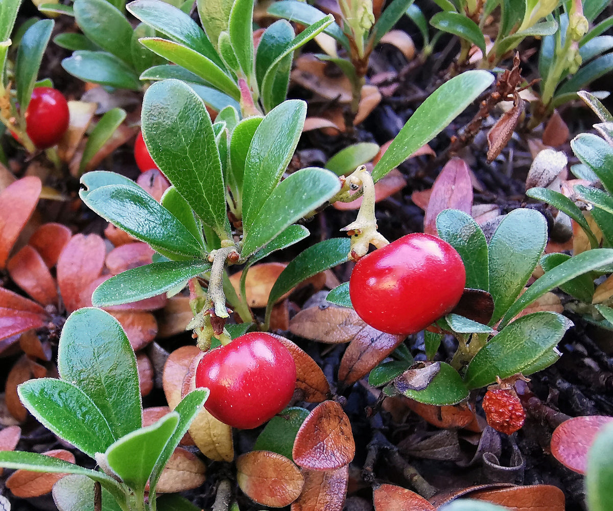 Bearberry Seeds for Groundcover Planting
