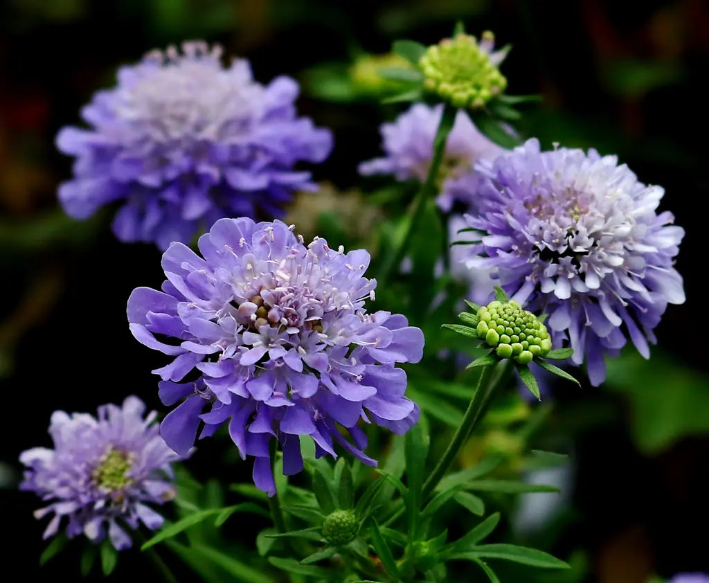 Scabiosa Flower seeds for Planting Colorful Display, Heirloom & GMO Free Seeds for Home Garden vegetable and garden seeds